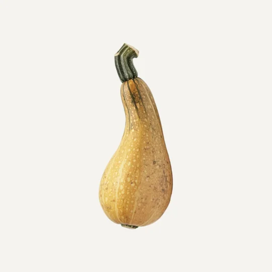 Butternut Pumpkin