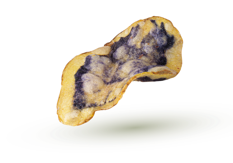 Papa nativa Cceccorani